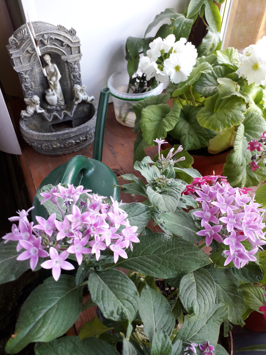 Пентас в Ярославском зоопарке