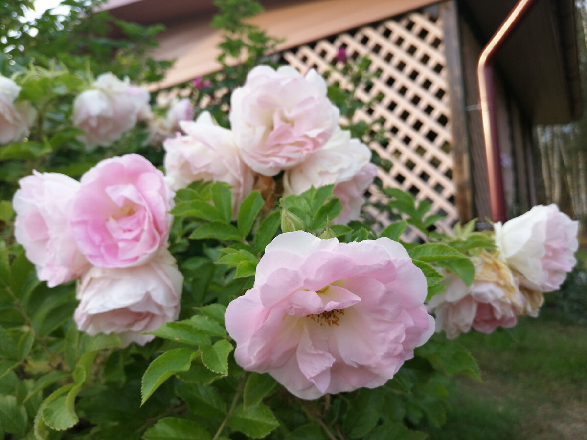 вторая волна, немного холоднее и в цветах больше розового