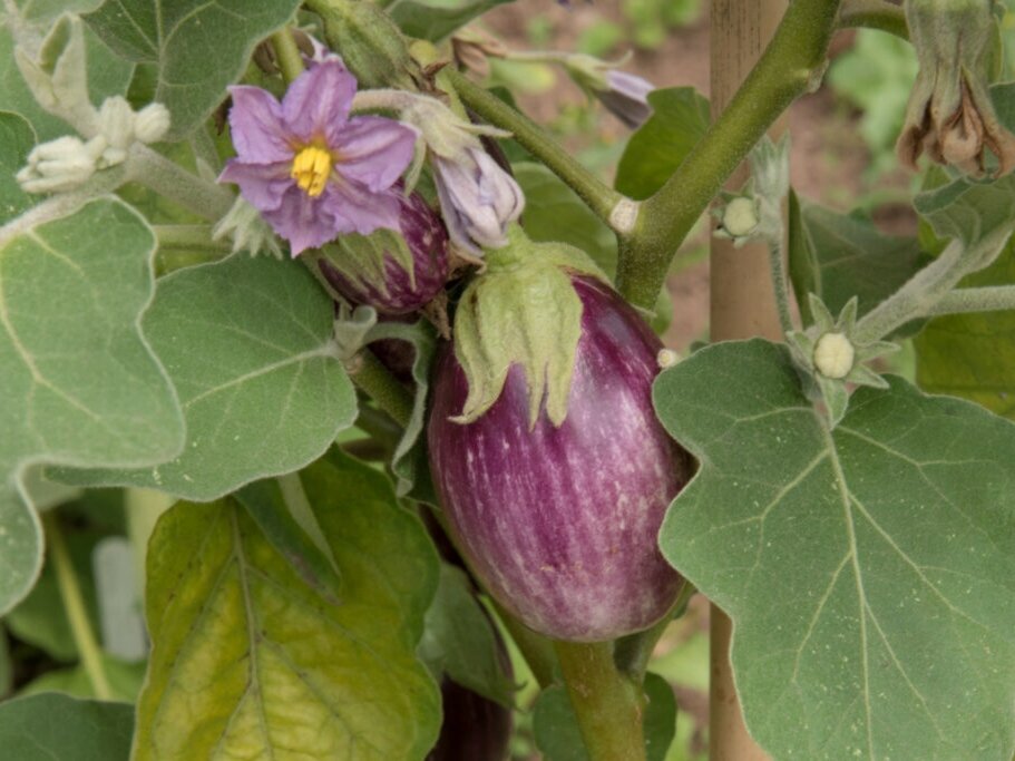 Фото: Peter Turner, shutterstock.com