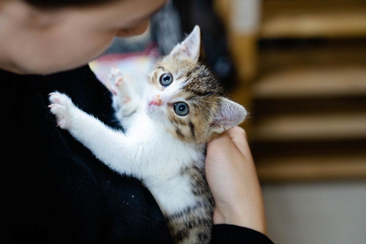 🐱Нужно ли воспитывать кошку или пусть гуляет сама по себе | Нос, хвост,  лапы | Дзен