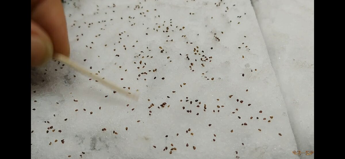 Семена заметнее на снегу.