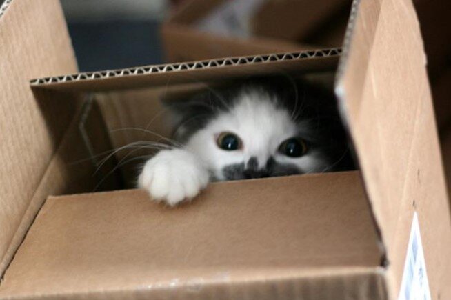 Коробка поможет чувствовать себя в безопасности. Фото из Интернета.