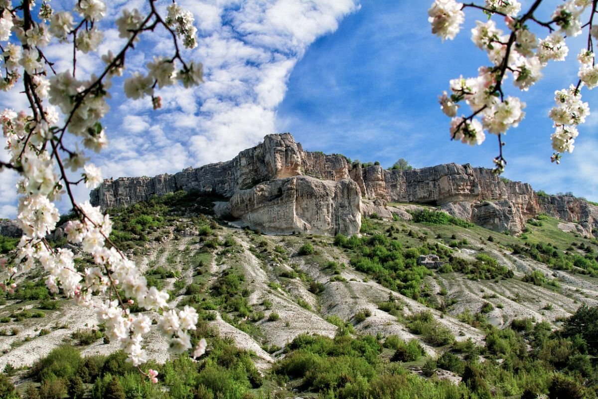 миндаль в крыму фото