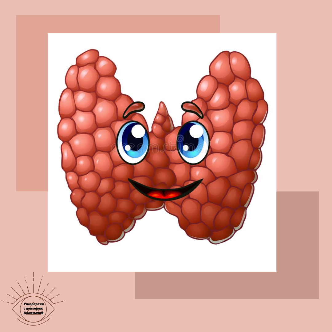 как щитовидная железа влияет на сердце