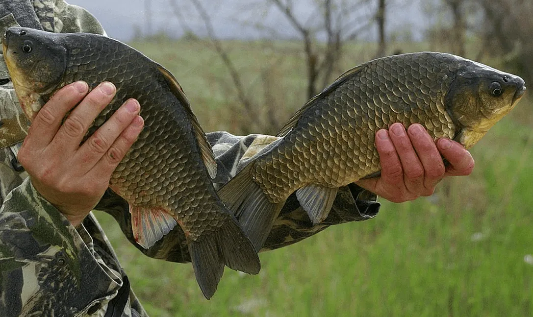 Приятные весенние караси