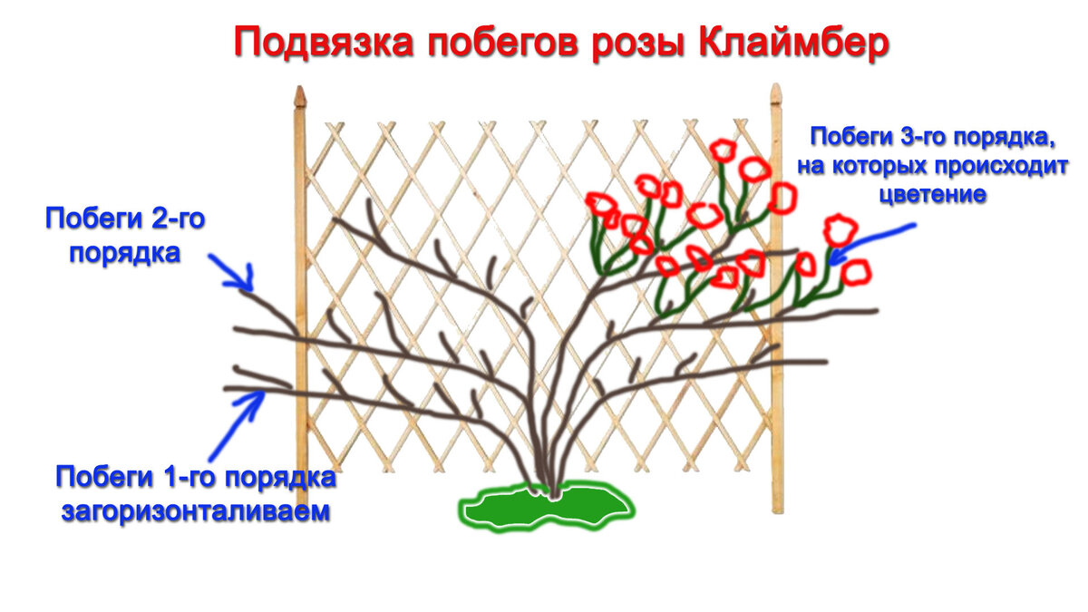 Плетистые розы: как правильно подвязать к опоре? Оформляем перголу и арку.  | СУПЕР - ОТПУСК на ДАЧЕ | Дзен