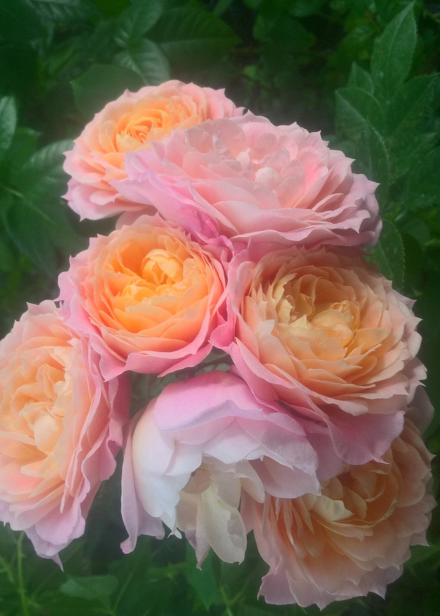 розы в санкт петербурге розовед михалыч. роза филинг энциклопедия роз. розовед михалыч каталог роз. роза чайно-гибридная jorianda. розовед михалыч каталог роз.