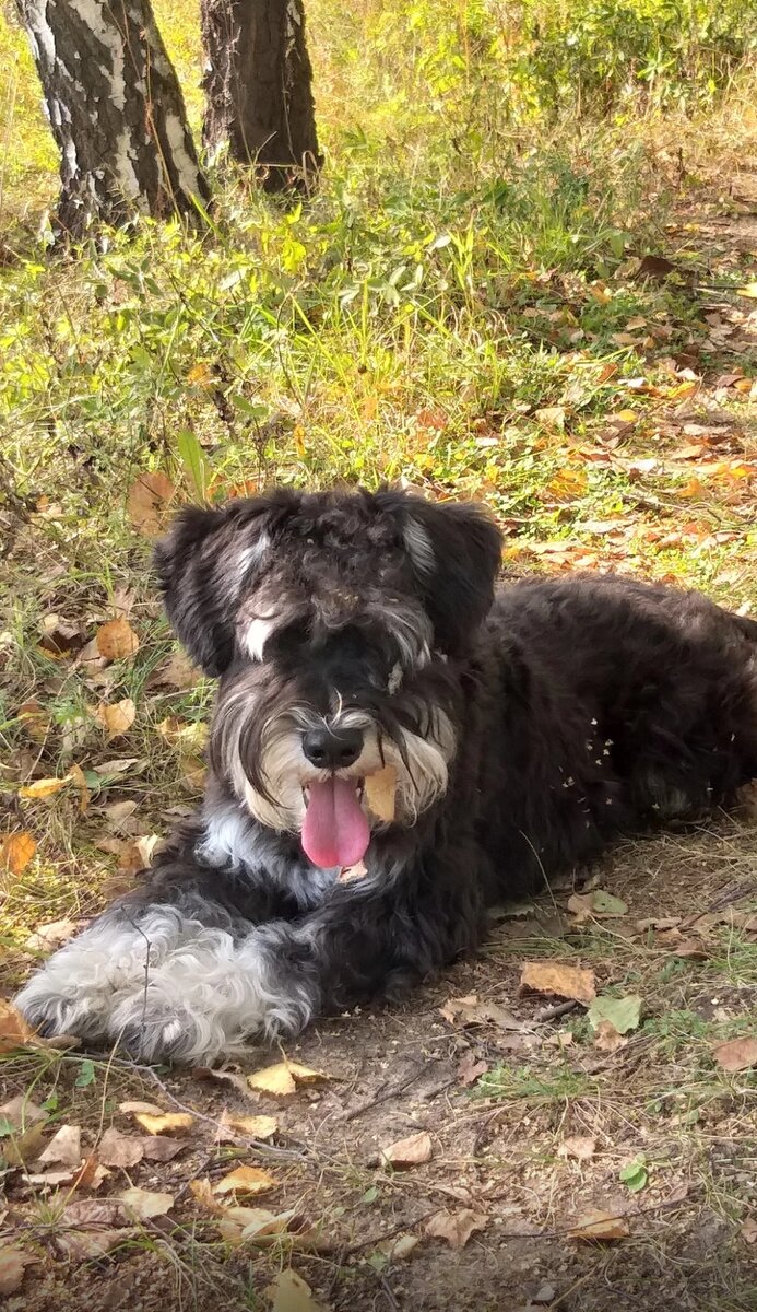 Собака в листиках)