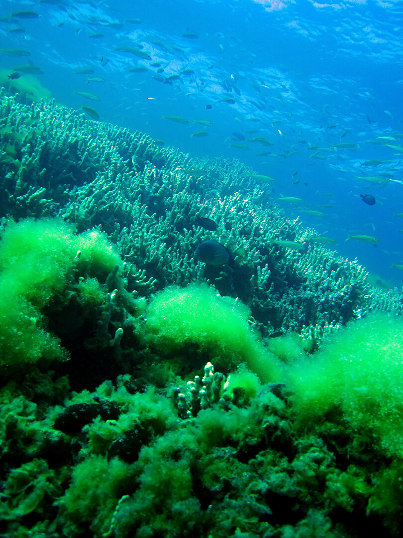 Поставь ocean. Фитопланктон и ламинарии. Фитопланктон водоросли. Фитопланктон зеленые водоросли. Фитопланктон Тихого океана.