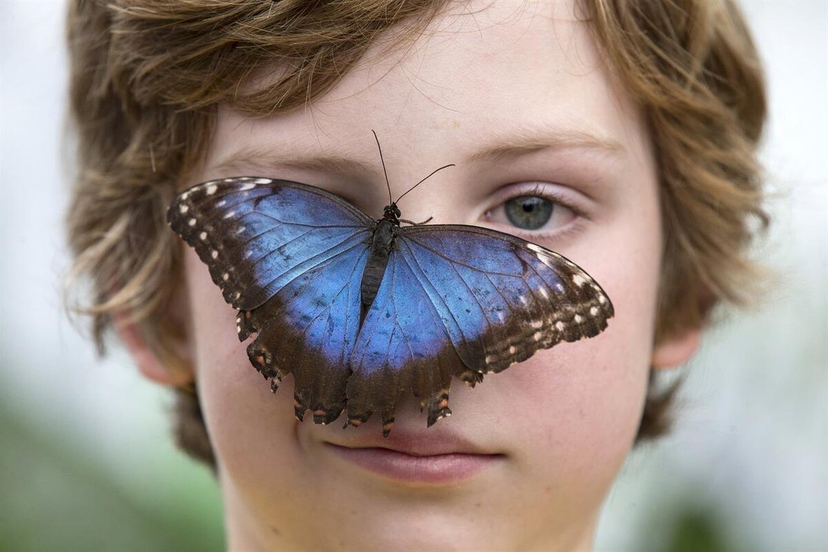 Антистрессовая терапия при помощи 🦋тропических бабочек | Psychology of  love | Дзен