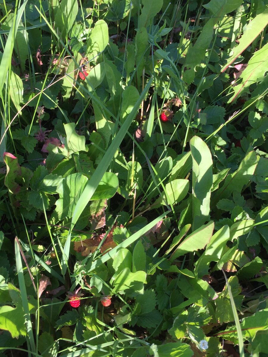 Земляника на моей личной полянке.