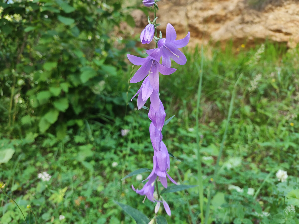 Колокольчик рапунцелевидный. Озеро Гижгит. 14.07.2023г.