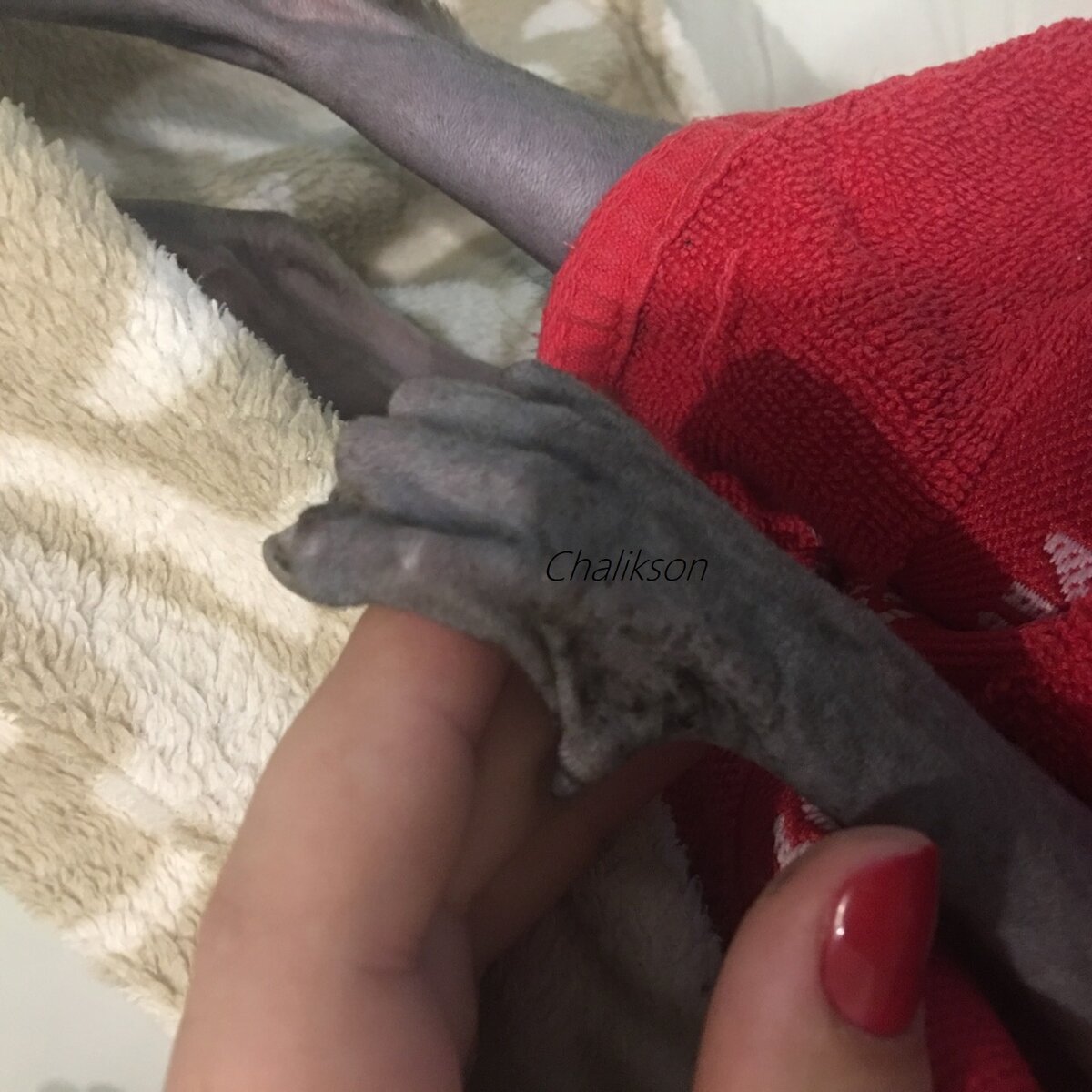 Ручки сфинкса , рожденного в питомнике кошек ЧАЛИКСОН