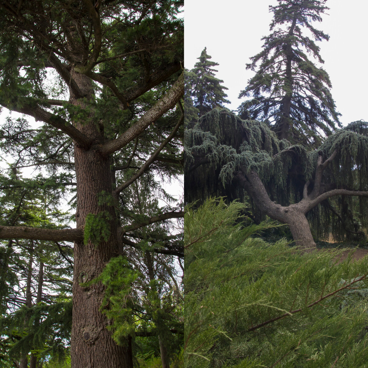 Кедр атласский  сизый  плакучий