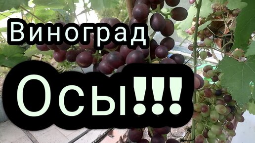 Срочно защитите виноград!!! Осы!!! Самый надежный способ защиты от ос.