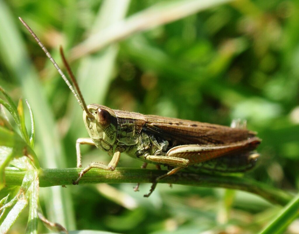 Источник Яндекс картинки