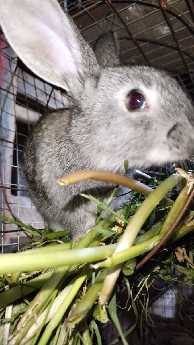 Выгодно ли держать кроликов на продажу мяса | ушастая перепёлка | Дзен