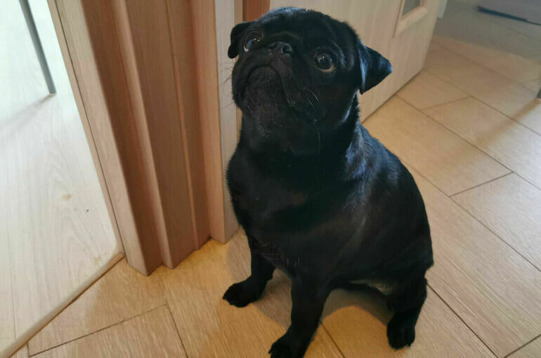   Игорь Самохвалов/ПГ