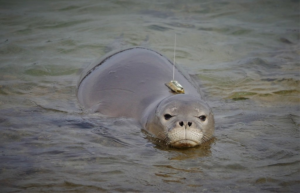 Осторожно, на вас надвигается недовольная субмарина!