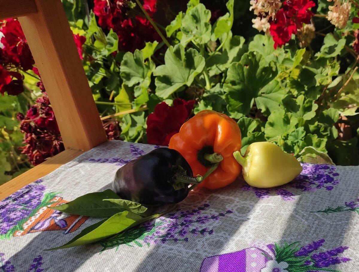 Незрелый Черный Конь