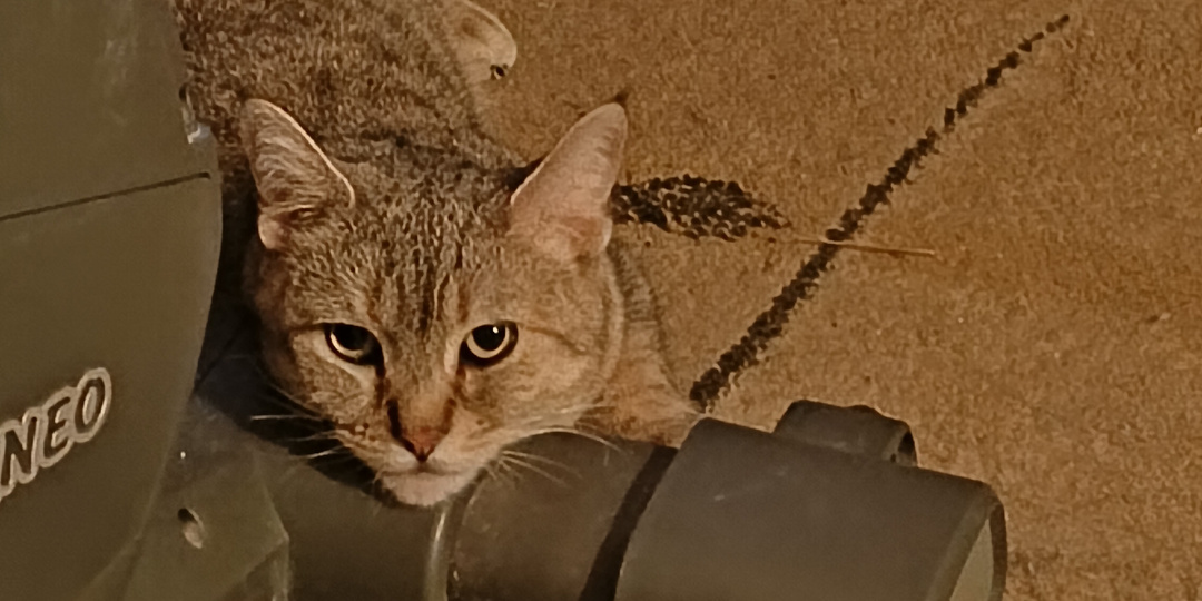 Ибо нужно слушать умных вет. врачей