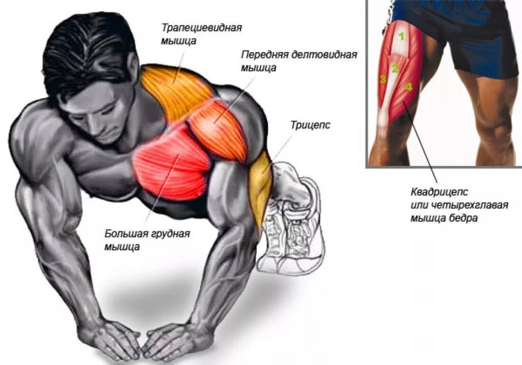 12 упражнений с гантелями для домашней тренировки