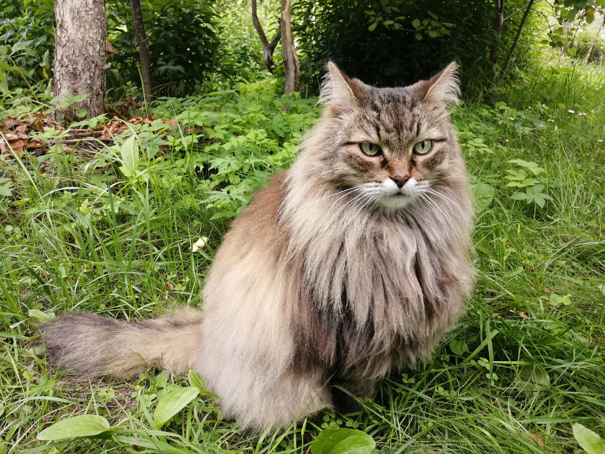 А вам что, сосиску хорошему котику жалко