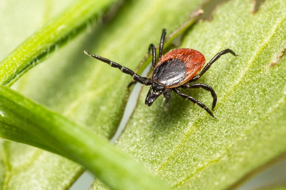 Вот он, «красавец» - такой маленький и такой опасный