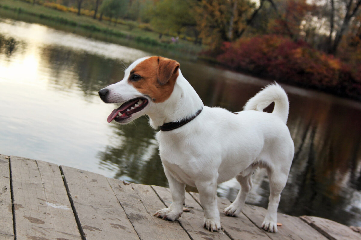 Джек Рассел