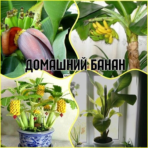 Особенности выращивания банана дома: посев семян экзотического растения и уход за ним