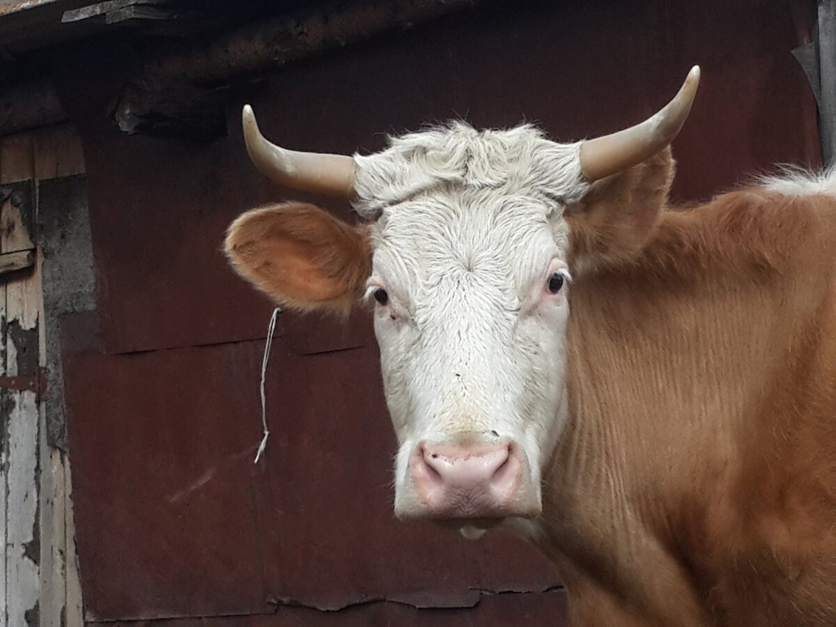 Корова Матрёна. Она у нас очень ласковая, но очень не любит когда у неё тырят еду другие коровы, из-за этого она может налететь на них.