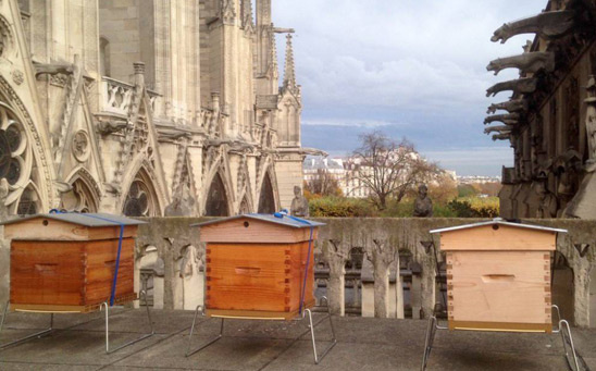 Ульи на крышах устанавливают по всему Парижу, Собор не стал исключением.