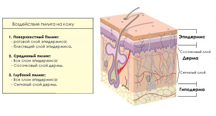 Структура кожи. Воздействие пилинга на кожу.