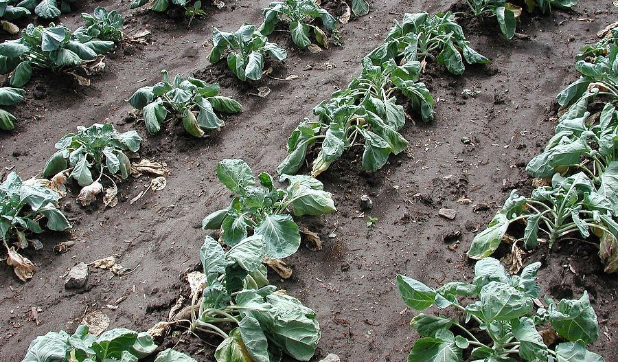 Помимо профилактики, старайтесь выбирать устойчивые к болезням сорта овощей, благо ассортимент в наше время позволяет.