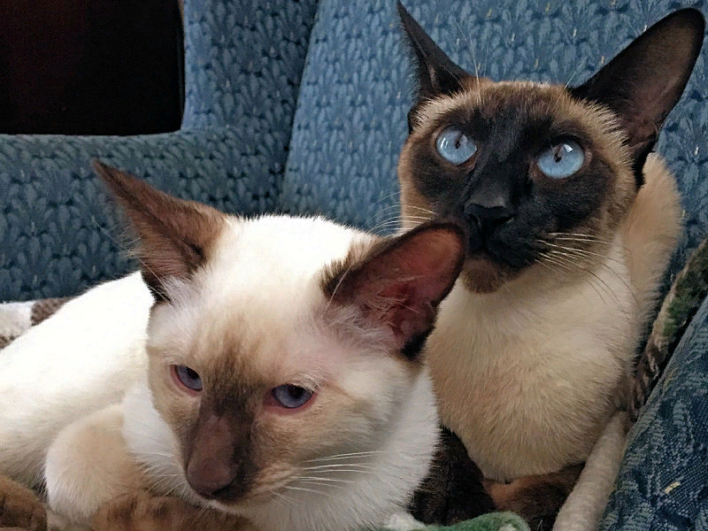 Сиамская и тайская. Тайский кот и сиамский кот. Тайская кошка и Сиамская кошка. Тайская и Сиамская кошка отличия. Чем отличаются сиамские кошки