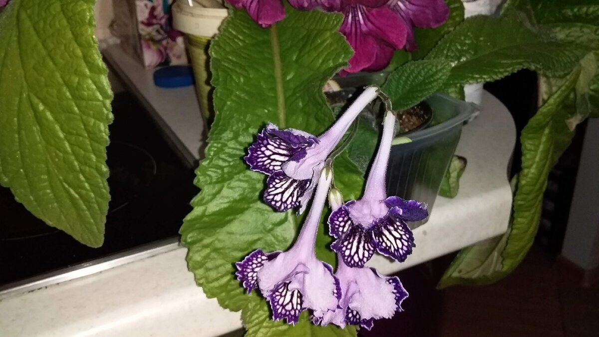 стрептокарпус