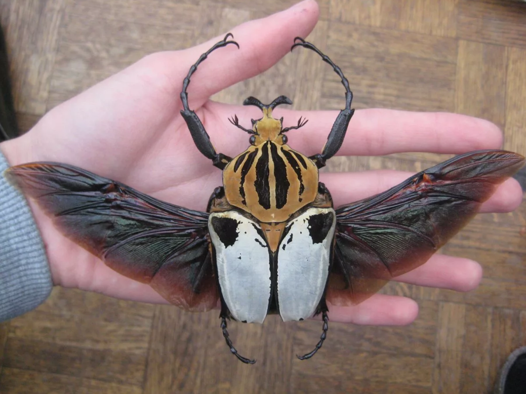 Как выглядит самый большой жук Are cockroaches bites dangerous Insects, Goliath beetle, Beetle