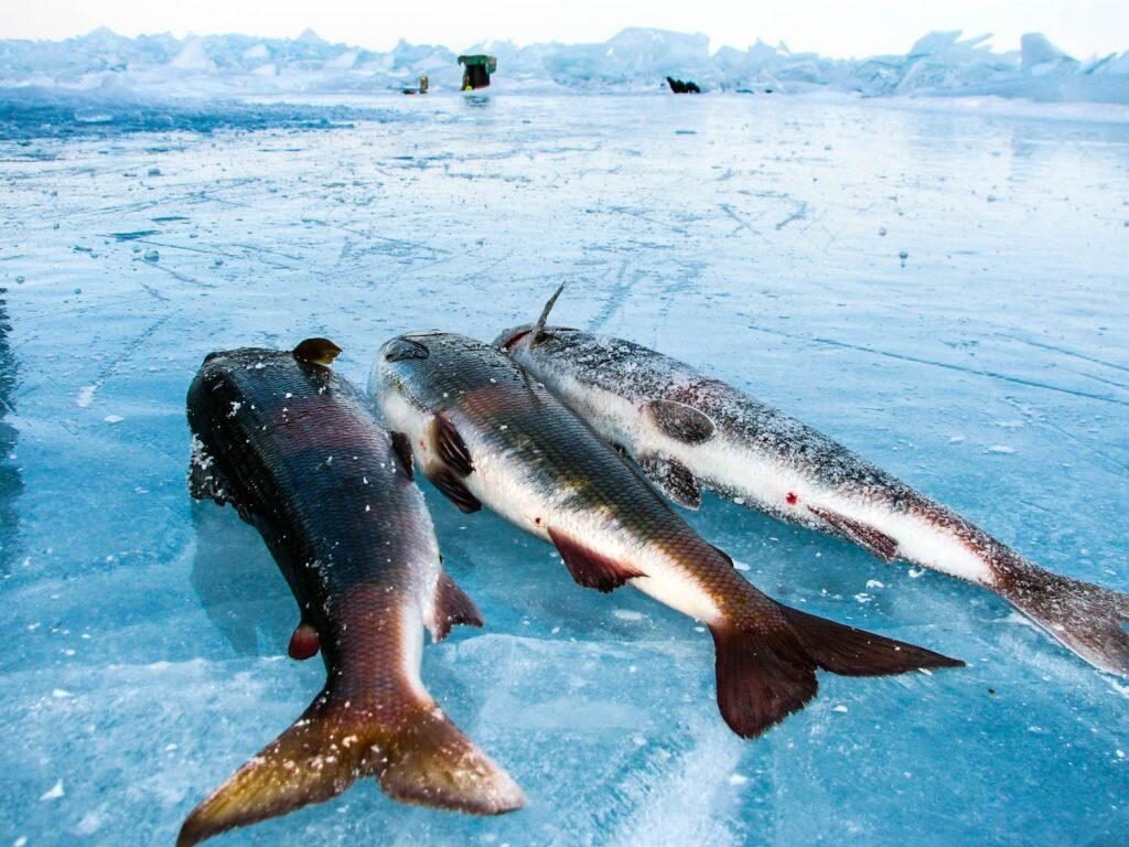 Рыбалка на Байкале. Фото из открытых источников