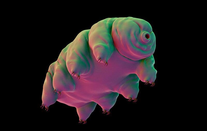 Вот она, тихоходка.