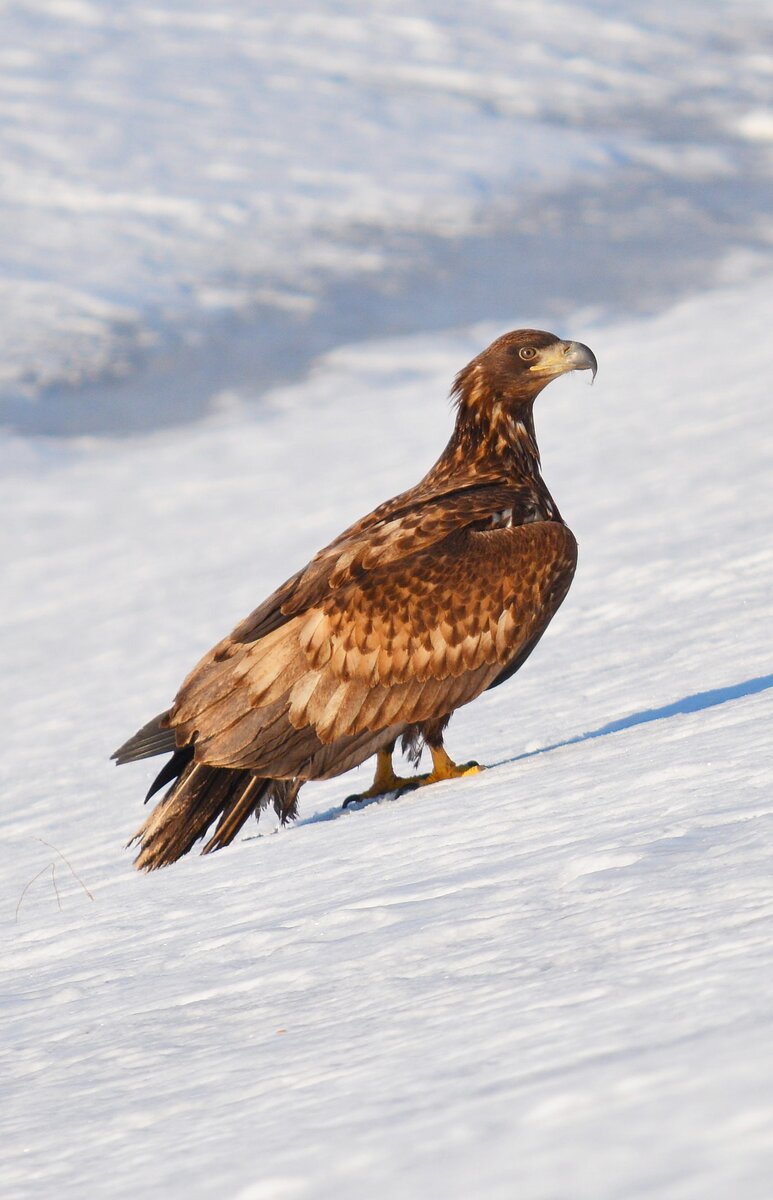 орлан-белохвост 
