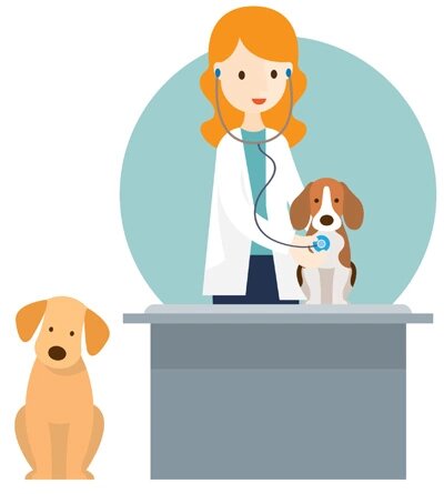 Признаки обморожения у собак зависят от стадии проблемы. При легком обморожении собака ведет себя чуть беспокойно, ее пораженные кожные покровы холодны на ощупь и слегка бледны, а после стабилизации кровообращения кожа на проблемных участках краснеет и шелушится.

Для средней степени обморожения характерна сильная бледность и даже синюшность кожи. Животное в такой ситуации становится апатичным и вялым (может показаться, что питомец вдруг сильно захотел спать). Собака начинает шумно дышать, количество вдохов-выдохов в минуту ниже, чем обычно, пульс снижен.
