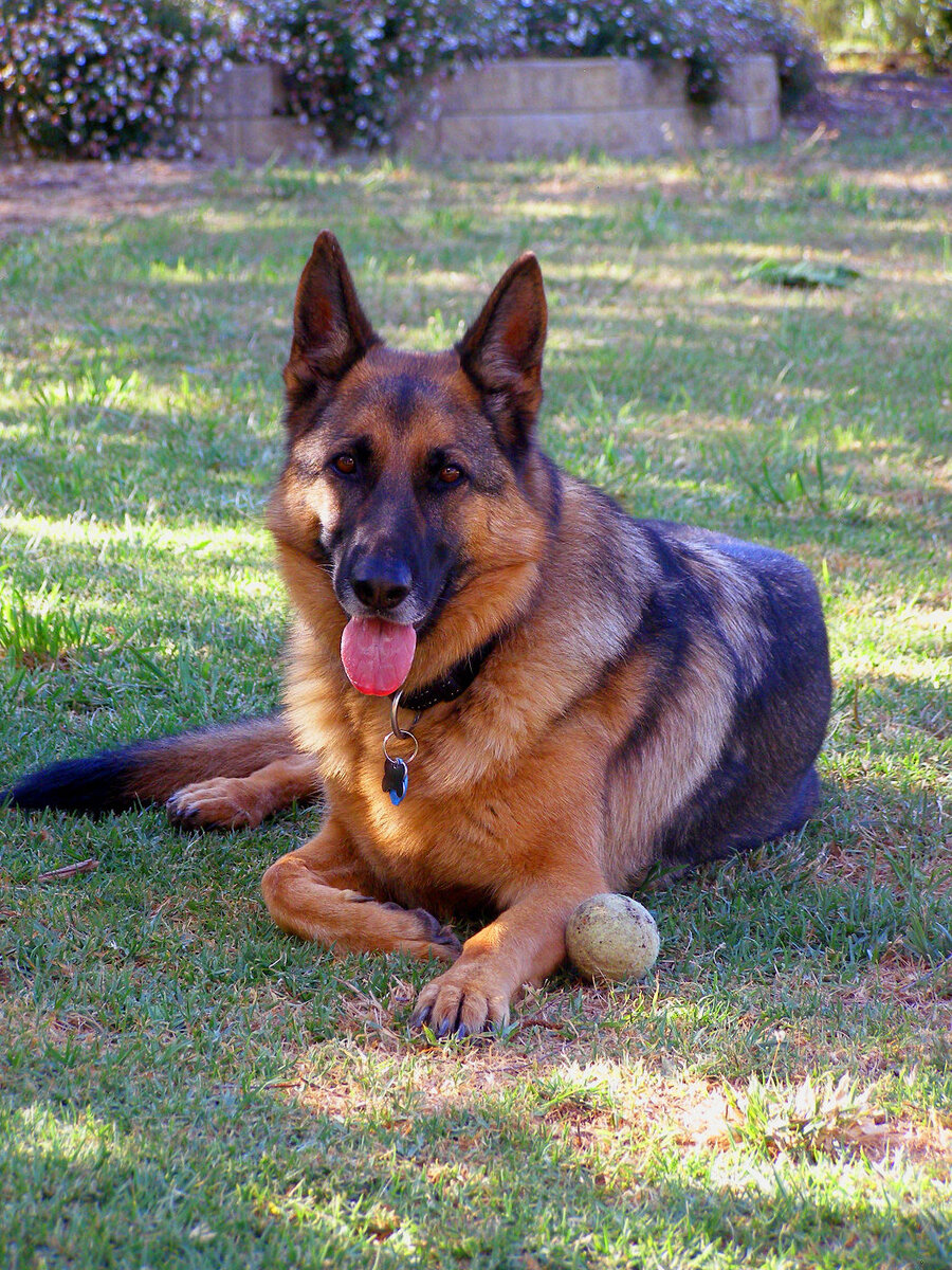 Кавказская овчарка 100 кг. Шилонская овчарка. Длинношёрстная немецкая овчарка самая большая. Немецкая овчарка тассо. Немецкая овчарка гигант.