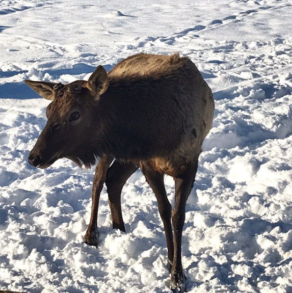 Молодой марал после срезки рогов, процесс срезки абсолютно гуманен!