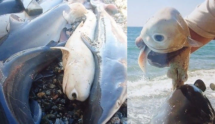 Акула-циклоп