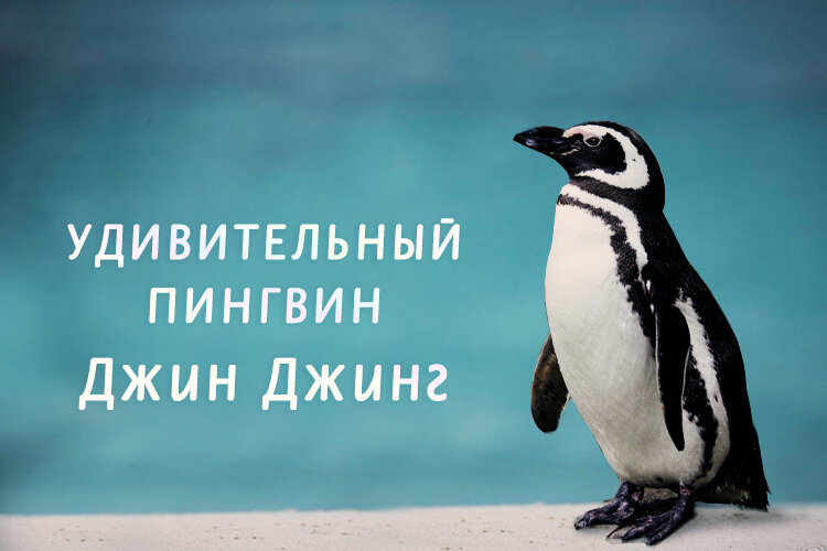 Добрый и верный пингвин Джин Джинг