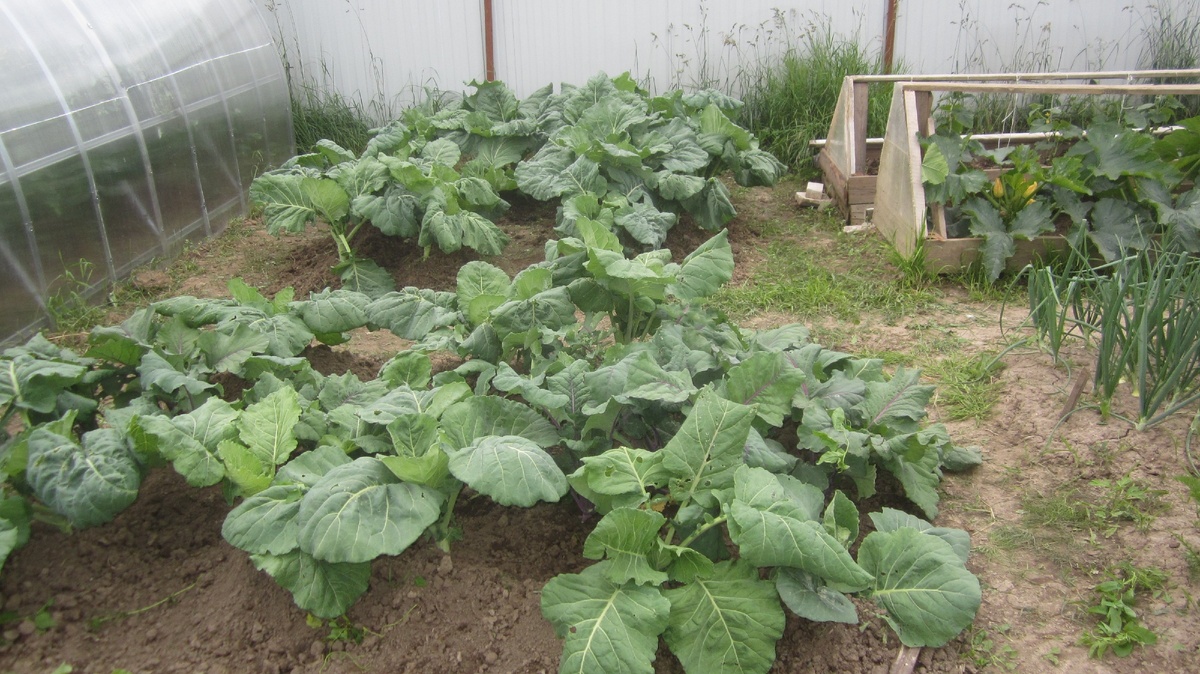 Июньские грядки в средней полосе