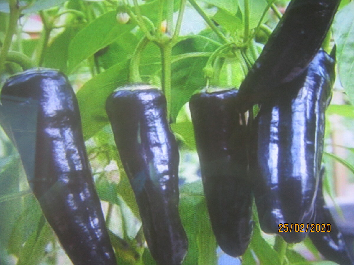 Растет Черный маркони