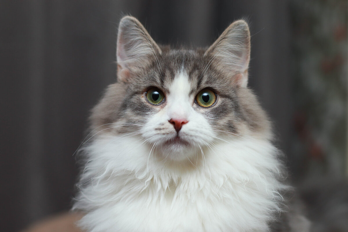 Афоня умеет так посмотреть, что хочется немедленно весь корм мира к его мохнатым лапам бросить