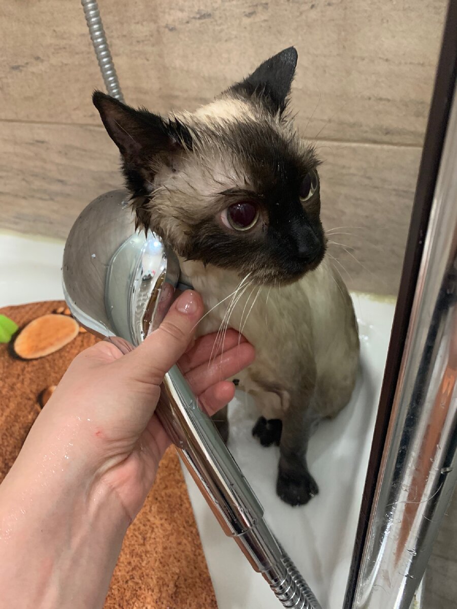 Жалко котейку, ну, а как быть!? 