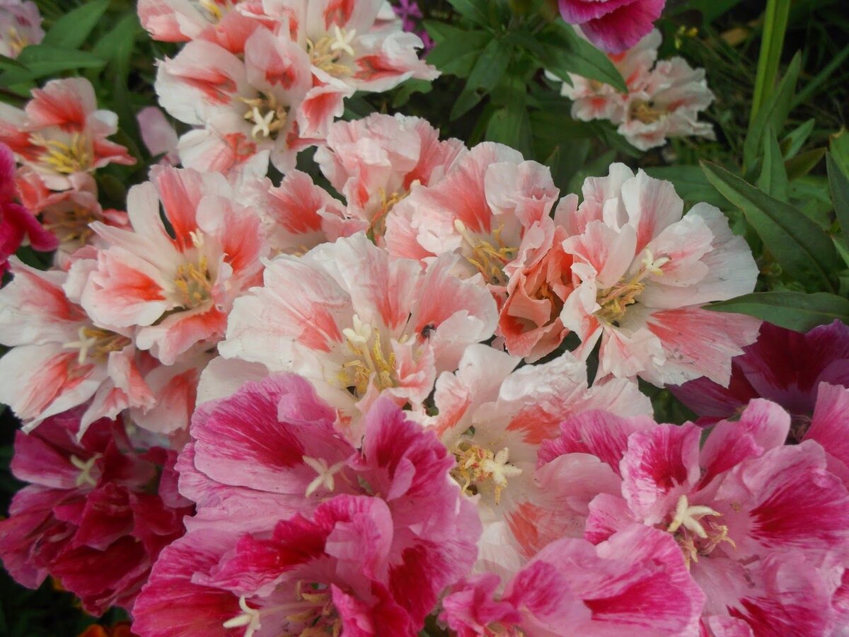 Годеция крупноцветковая